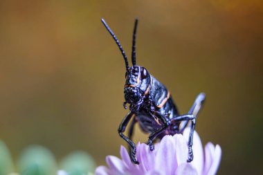 Doğu Lobber Çekirgesi 'nin vahşi doğadaki portresi. Yüksek kalite fotoğraf