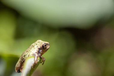 Daldaki genç yeşil kurbağanın makro 'su. Yüksek kalite fotoğraf