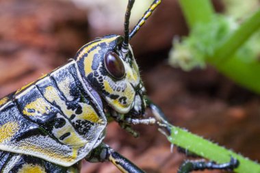 Doğu Lobber Çekirgesi 'nin vahşi doğadaki portresi. Yüksek kalite fotoğraf