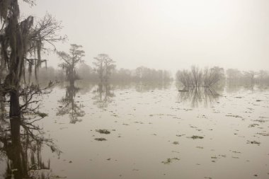 Selvi ağacı siluetleriyle Atchafalaya Bataklığı 'nda sisli ve sisli bir sabah. Yüksek kalite fotoğraf