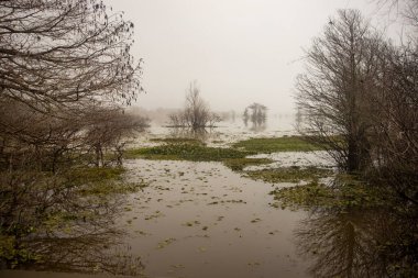 Selvi ağacı siluetleriyle Atchafalaya Bataklığı 'nda sisli ve sisli bir sabah. Yüksek kalite fotoğraf