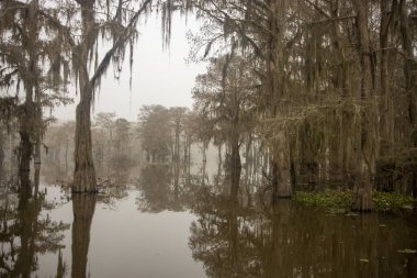 Selvi ağacı siluetleriyle Atchafalaya Bataklığı 'nda sisli ve sisli bir sabah. Yüksek kalite fotoğraf