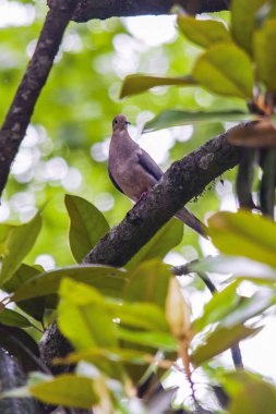 Orman ortamında yas tutan güvercin. Yüksek kalite fotoğraf