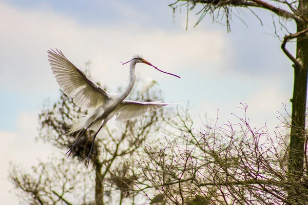 Great White Egret Louisiana Swamp High Quality Photo — Stock Photo, Image