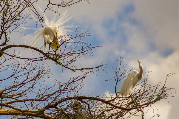 路易斯安那州沼泽地的大白鹭 高质量的照片 — 图库照片