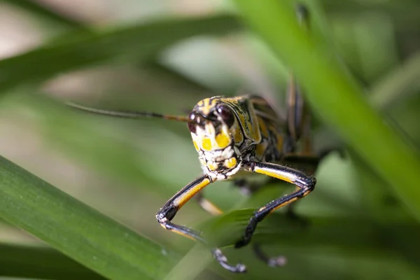 Retrato Lobber Grasshopper Oriental Estado Salvaje Foto Alta Calidad —  Fotos de Stock