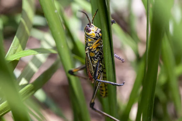 Leste Lobber Grasshopper Retrato Natureza Foto Alta Qualidade — Fotografia de Stock