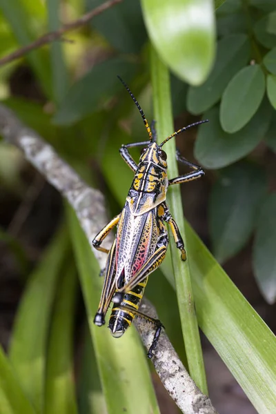 Orientale Lobber Grasshopper Ritratto Natura Foto Alta Qualità — Foto Stock