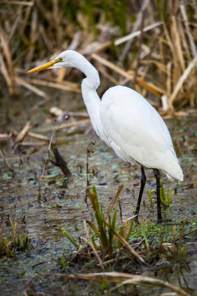 Great White Egret Louisiana Swamp High Quality Photo — Stock Photo, Image
