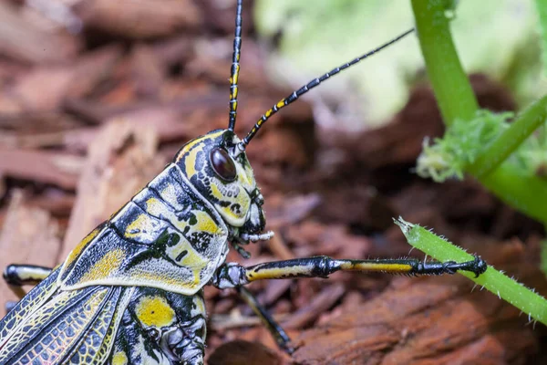 Orientale Lobber Grasshopper Ritratto Natura Foto Alta Qualità — Foto Stock