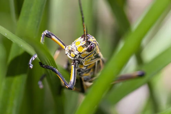Eastern Lobber Grasshopper Portrait Wild High Quality Photo — Stock Photo, Image