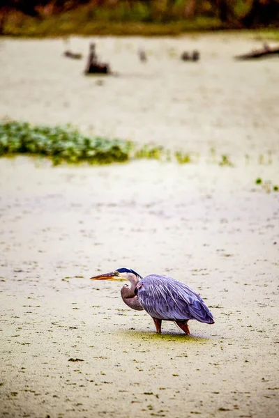 Great Blue Heron Louisiana Swamp High Quality Photo — Stock Photo, Image