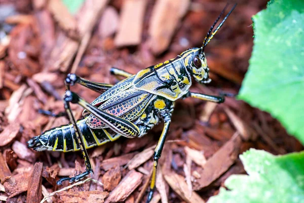 야생에서 Grasshopper 초상화 품질의 — 스톡 사진