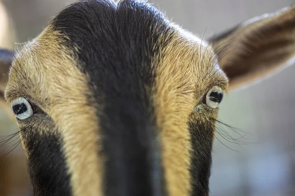 Retrato Uma Cabeça Cabra Doméstica Foto Alta Qualidade — Fotografia de Stock