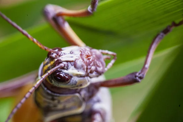 Eastern Lobber Grasshopper Portrait Wild High Quality Photo — Stock Photo, Image