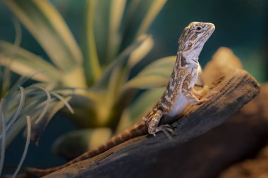 Tutsak sakallı genç bir ejderhanın portresi. Yüksek kalite fotoğraf