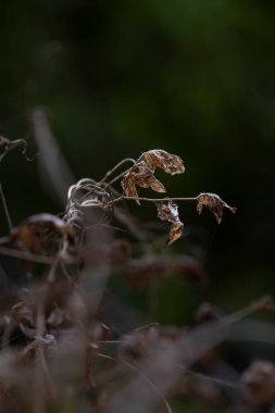 Ölü, solmuş çiçekler ve bitkiler. Yüksek kalite fotoğraf
