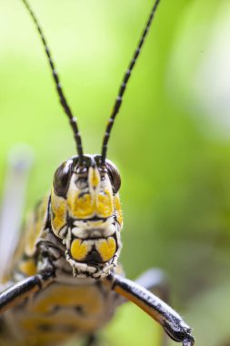 Doğu Lobber Çekirgesi 'nin vahşi doğadaki portresi. Yüksek kalite fotoğraf