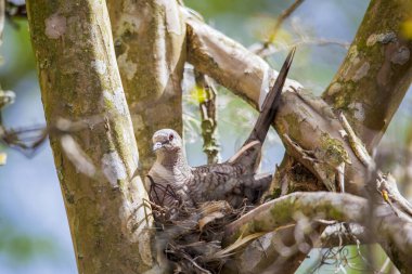 Orman ortamında yas tutan güvercin. Yüksek kalite fotoğraf