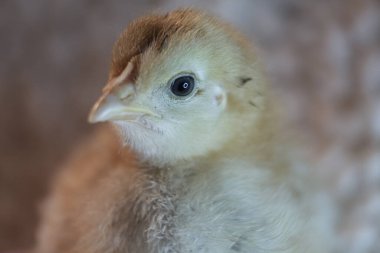 Sarı yavru bir tavuğun portresini yakından çek. Yüksek kalite fotoğraf