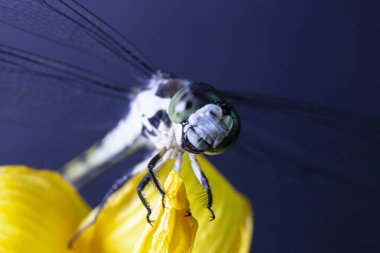 Ejderhanın Macro 'su yaprak ve çiçekte uçar. Yüksek kalite fotoğraf