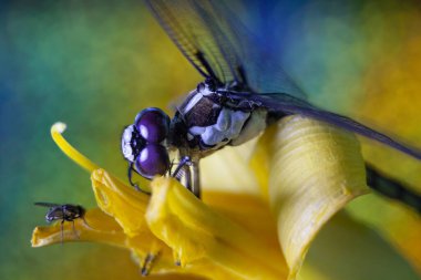 Ejderhanın Macro 'su yaprak ve çiçekte uçar. Yüksek kalite fotoğraf