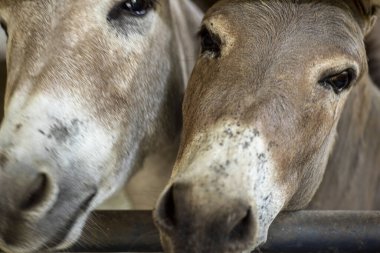 Mini eşeklerin yüzlerini kapatın. Yüksek kalite fotoğraf
