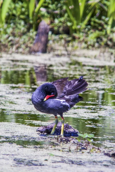 Wild Duck Swimming Louisiana Swamp High Quality Photo — Stock Photo, Image