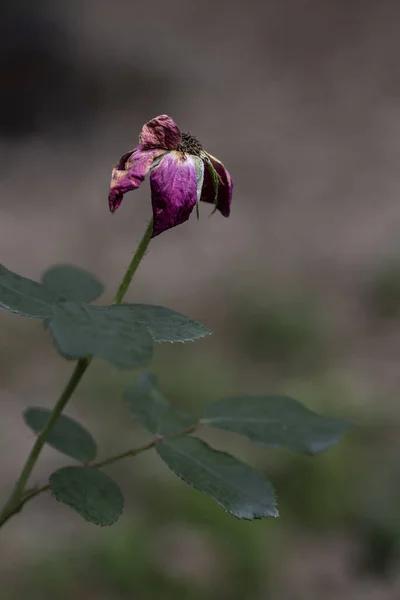 Martwy Zwiędły Kwiat Róż Wysokiej Jakości Zdjęcie — Zdjęcie stockowe