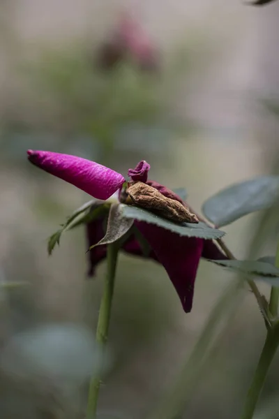 Fiore Rosa Morto Appassito Foto Alta Qualità — Foto Stock