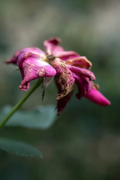 Dead and wilted rose flower. High quality photo