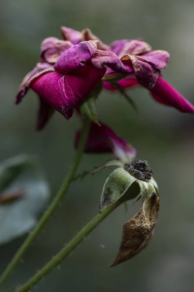 Martwy Zwiędły Kwiat Róż Wysokiej Jakości Zdjęcie — Zdjęcie stockowe