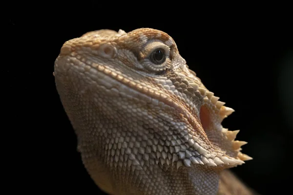 Портрет Молодого Бородатого Дракона Высокое Качество Фото — стоковое фото