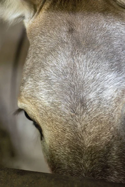 close up of mini donkey faces. High quality photo
