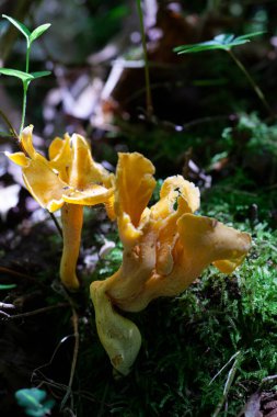 Chanterelle mantarları vahşi doğada yetişiyor. Yüksek kalite fotoğraf