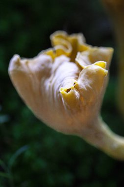 Chanterelle mantarları vahşi doğada yetişiyor. Yüksek kalite fotoğraf