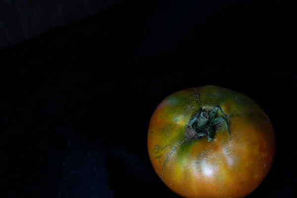 Vers Geplukte Tomaten Uit Tuin Hoge Kwaliteit Foto — Stockfoto