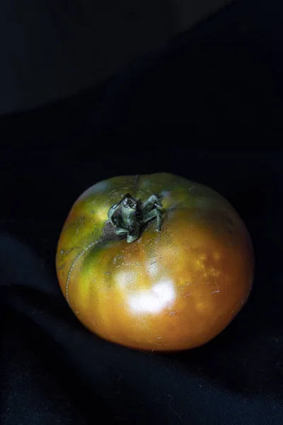 Świeżo Zebrane Pomidory Ogrodu Wysokiej Jakości Zdjęcie — Zdjęcie stockowe