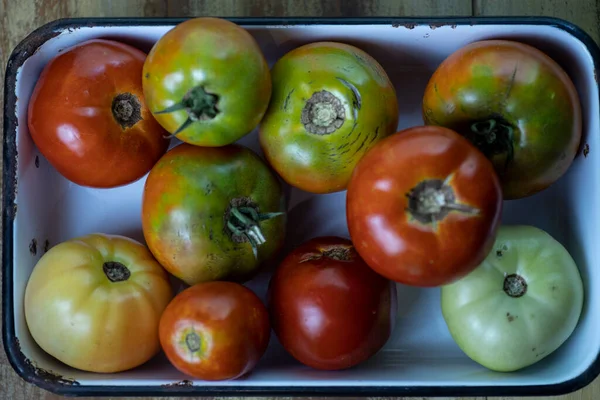 Tomates Recién Tomados Del Jardín Foto Alta Calidad — Foto de Stock