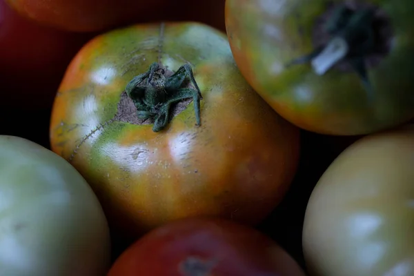 Frisch Gepflückte Tomaten Aus Dem Garten Hochwertiges Foto — Stockfoto