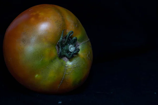 新鲜的西红柿从花园里采摘出来 高质量的照片 — 图库照片