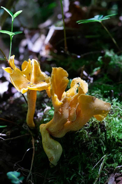野生的香菇生长在野外 高质量的照片 — 图库照片