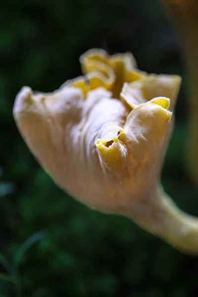 野生的香菇生长在野外 高质量的照片 — 图库照片
