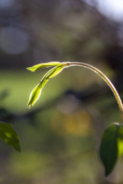 Bokeh 'le güneşli çimen ucu. Yüksek kalite fotoğraf