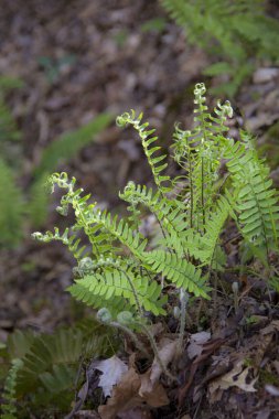 Ormanda yetişen yabani eğrelti otları. Yüksek kalite fotoğraf