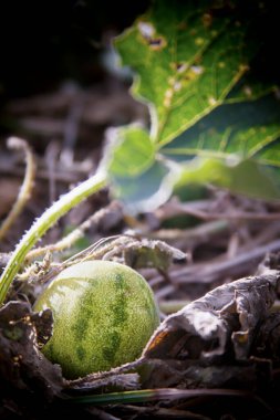 Bahçedeki sarmaşıkta bebek kavunları. Yüksek kalite fotoğraf