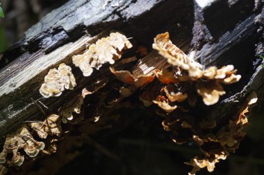 Vahşi mantar kümesi ormanda büyüyor. Yüksek kalite fotoğraf