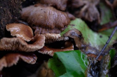 Vahşi mantar kümesi ormanda büyüyor. Yüksek kalite fotoğraf