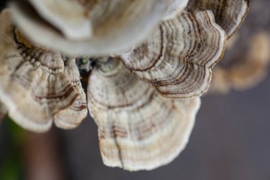 Vahşi mantar kümesi ormanda büyüyor. Yüksek kalite fotoğraf
