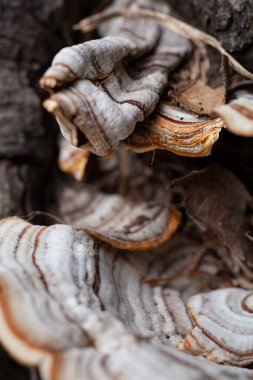 Vahşi mantar kümesi ormanda büyüyor. Yüksek kalite fotoğraf